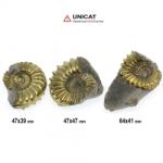  Fosil Natural Pleuroceras Tsumed 47-64 x 39-47 mm ( XL ) - Unicat