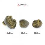  Fosil Natural Pleuroceras Tsumed 29-48 x 20-44 mm ( XL ) - Unicat