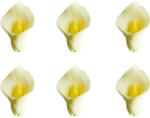 Decora Decor Zahar - Cala O 3.5 cm, 6 buc (500284)