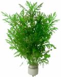 Green Aqua növény - Hygrophila difformis (9990017)