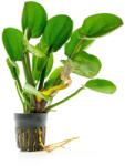 Green Aqua növény - Echinodorus harbich (9990014)