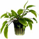 Green Aqua növény - Cryptocoryne wendtii Green (9990013)