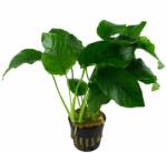 Green Aqua növény - Anubias barteri var. barteri (9990024)