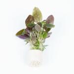 Green Aqua növény - Lobelia cardinalis mini (9990019)