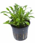 Green Aqua növény - Cryptocoryne parva (9990007)
