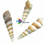 Cochilii de melci și scoici de dimensiuni mici (3 buc | IV. )