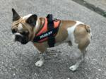 Ham Julius-K9 IDC Power portocaliu UV neon (Mărime: 2, 28-40 kg, 71-96 cm)