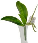  Orchidea 3 ágú élethű levél gyökérrel 13 cm