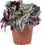  Tradescantia albiflora 'Nanouk' 12 cm-es cserépben, kb. 20 cm magas