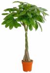  Pachira aquatica 12 cm-es cserépben, kb. 45 cm magas