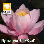Sun-Life Nymphaea Pink Opal (POP) (TN00POP) - koi-farm