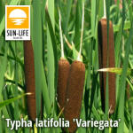 Sun-Life Typha latifolia Variegata Hosszanticsíkos gyékény(130) (TN00130) - koi-farm