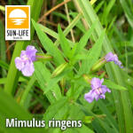Sun-Life Mimulus ringens / Lila bohócvirág (81) (TN00081) - koi-farm