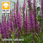 Sun-Life Lythrum salicaria / Réti füzény ( 74 ) (TN00074) - koi-farm
