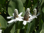 Sun-Life Anemopsis californica / Kaliforniai vízipipacs (008) (TN00008)