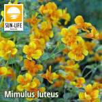 Sun-Life Mimulus luteus / Bohócvirág (80) (TN000080) - koi-farm