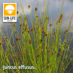 Sun-Life Juncus effusus / Békaszittyó (57) (TN00057) - koi-farm