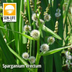 Sun-Life Sparganium erectum / Ágas békabuzogány ( 123 ) (TN00123) - koi-farm