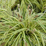 Sun-Life Carex muskingumensis Variegata / Csíkos pálmalevelű sás (21) (TN00021)