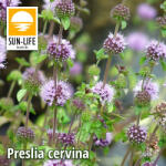 Sun-Life Preslia cervina / Angol vízimenta (100) (TN00100) - koi-farm
