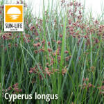 Sun-Life Cyperus longus / Hosszú vízipálma (30) (TN003027) - koi-farm