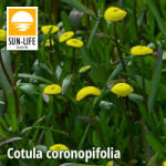 Sun-Life Cotula coronopifolia / Lúgvirág (28) (TN00028) - koi-farm