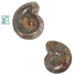  Fosil Ammonit Cleoniceras Opalizat Druzy Natural 12x10x3 cm - Unicat - concepttropic - 262,00 RON