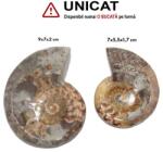  Fosil Ammonit Cleoniceras Opalizat Druzy Natural 7-9 x 5, 5-7 x 1, 7-2 cm - Unicat