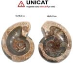  Fosil Ammonit Cleoniceras Opalizat Druzy Natural 13-16 x 10-12 x 3-4 cm - 1 Buc