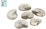  Fosil Ammonit Cleoniceras Opalizat Druzy Natural 40-47 x 31-36 x 12-14 mm - ( XL ) - 1 Buc