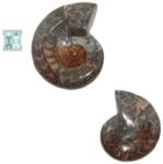  Fosil Ammonit Cleoniceras Opalizat Druzy Natural 12x10x3 cm - Unicat - concepttropic - 256,00 RON