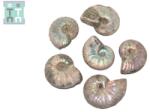  Fosil Ammonit Cleoniceras Opalizat Druzy Natural 32-38 x 26-31 x 10-14 mm - ( XL ) - 1 Buc