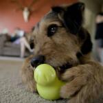 West Paw Jucărie pentru câine „Tux din Zogoflex verde Granny Smith S 4377 (441989)