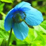  Nagyvirágú tibetimák (Meconopsis grandis - Himalayan Blue Poppy) Bailey virágeszencia 10ml