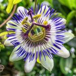 Biolù Balsam de rufe cu passiflora ecologic Biolu 5-l
