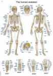 Erler Zimmer anatómiai poszter - Emberi csontváz