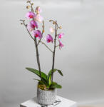 ImodFlowers Planta in ghiveci orhidee Phaleanopsis