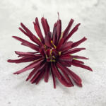  Kínai krizantém fej - bordó
