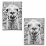  Láma mosoly - Vászonkép (135817)