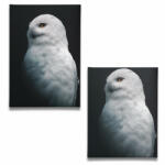  Fehér Bagoly - Vászonkép (956088)
