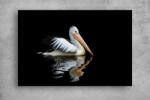 Persona Tablouri Canvas Animale - Pelican australian - tapet-canvas - 150,00 RON