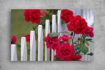 Persona Tablouri Canvas Flori - Trandafiri pe gard - tapet-canvas - 120,00 RON