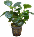 INVITAL Anubias golden coin (Cserép Ø 5, 5 cm)