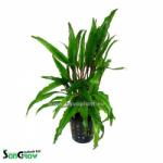 INVITAL Cryptocoryne undulata (Cserép Ø 5, 5 cm)