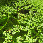 INVITAL Anubias Barteri coin leaf