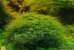 INVITAL Java moss (Taxiphyllum barbieri) (Gyepszőnyeg 16x11 cm)