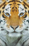 Pixelhobby Pixel szett 8 normál alaplappal, színekkel, tigris - kreativjatektarhaz - 38 090 Ft