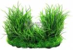  Zöld tengerifű telep akváriumi műnövény (Magassága: 20 cm | Szélessége: 25 cm)