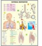 EURO-DLF Plansa dubla - Sistemul respirator / Celula eucariota