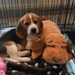 Snuggle Puppy Kit pentru cățeluși Comfortable Beginnings 30282 (442453)